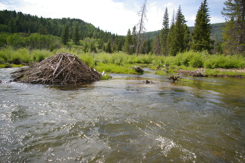 beaver-lodge-word-essential